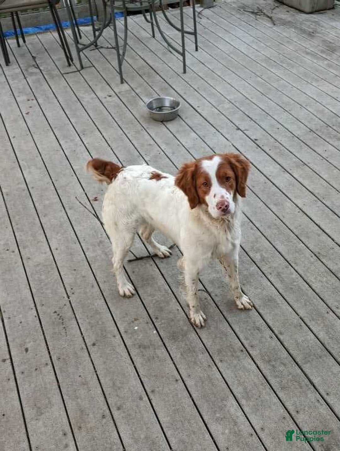 Brittany Spaniel dogs for sale: Jameson - Image 5