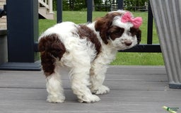 Cockapoo dogs for sale: Bella - Image 15