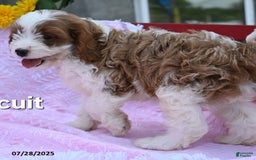 Cavapoo dogs for sale: Biscuit - Image 3