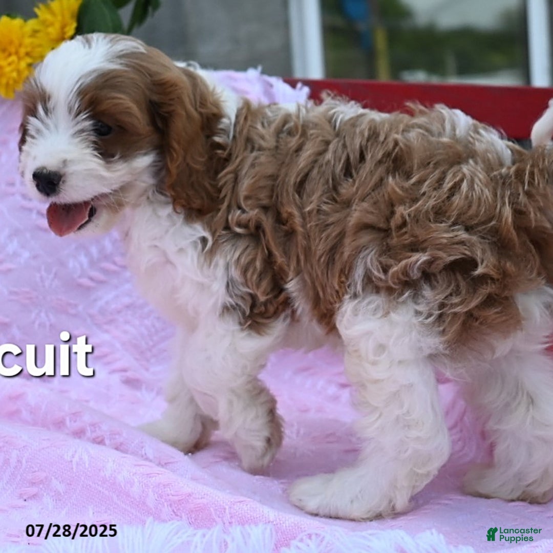 Cavapoo dogs for sale: Biscuit - Image 3