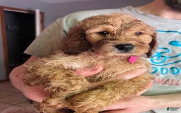 Goldendoodle dogs for sale: Hunter - Image 1