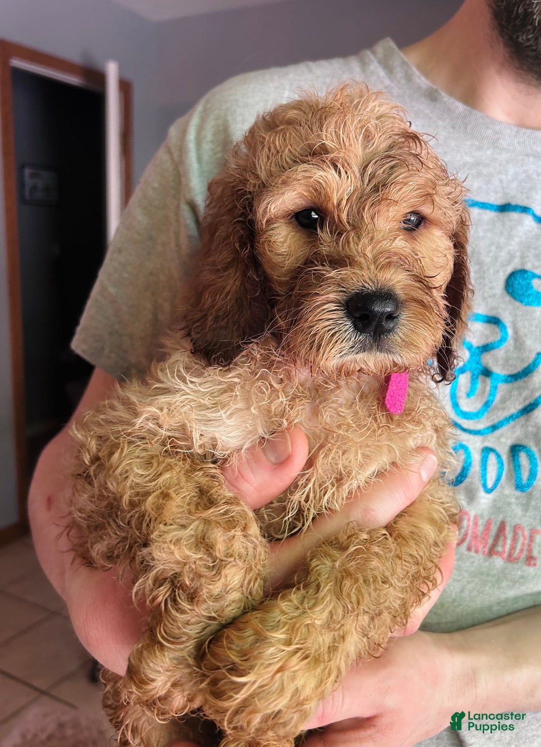 Goldendoodle dogs for sale: Hunter - Image 1