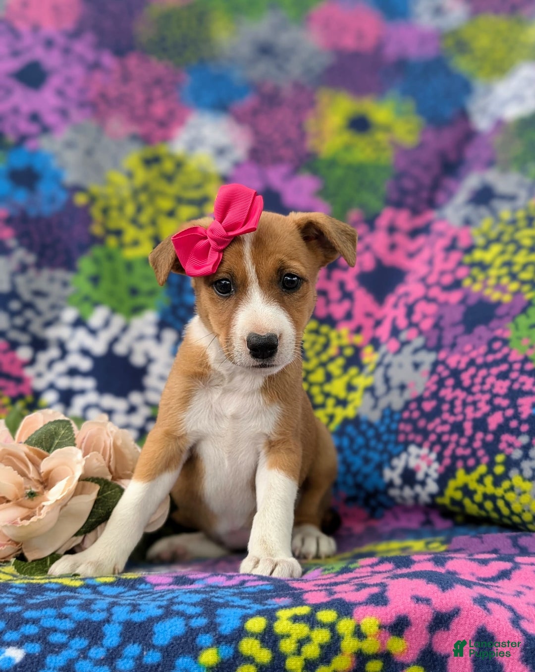 Jack Russell Terrier dogs for sale: Lacey - Image 4