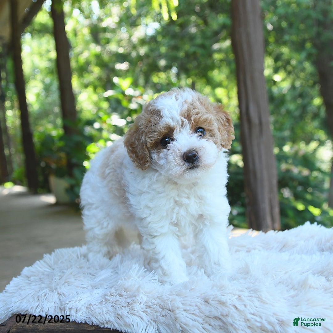 Miniature Poodle dogs for sale: Luna - Image 1