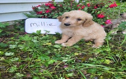 Goldendoodle dogs for sale: Millie - Image 4