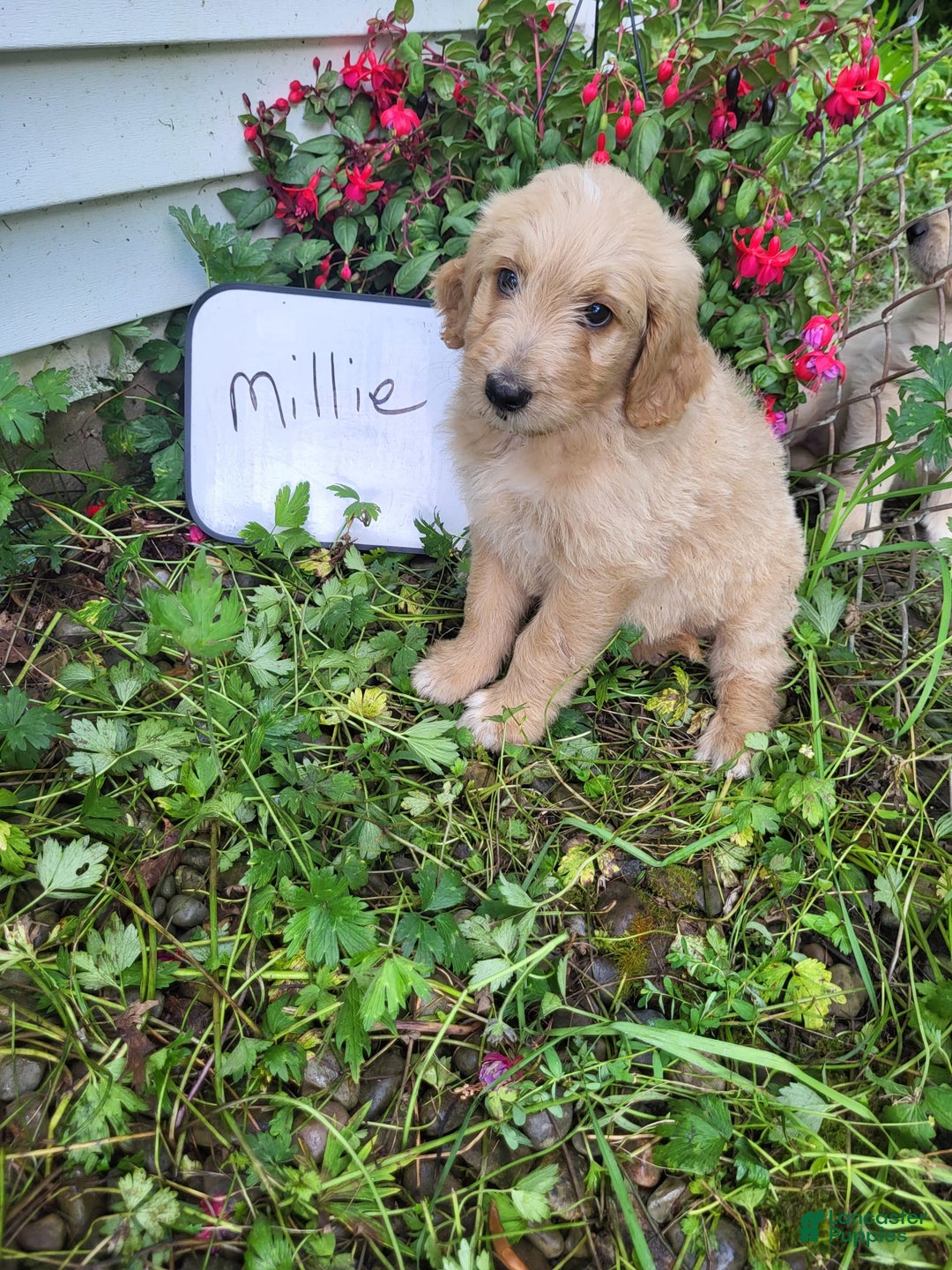 Goldendoodle dogs for sale: Millie - Image 4