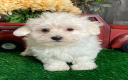 Coton De Tulear dogs for sale: Aaron - Image 1