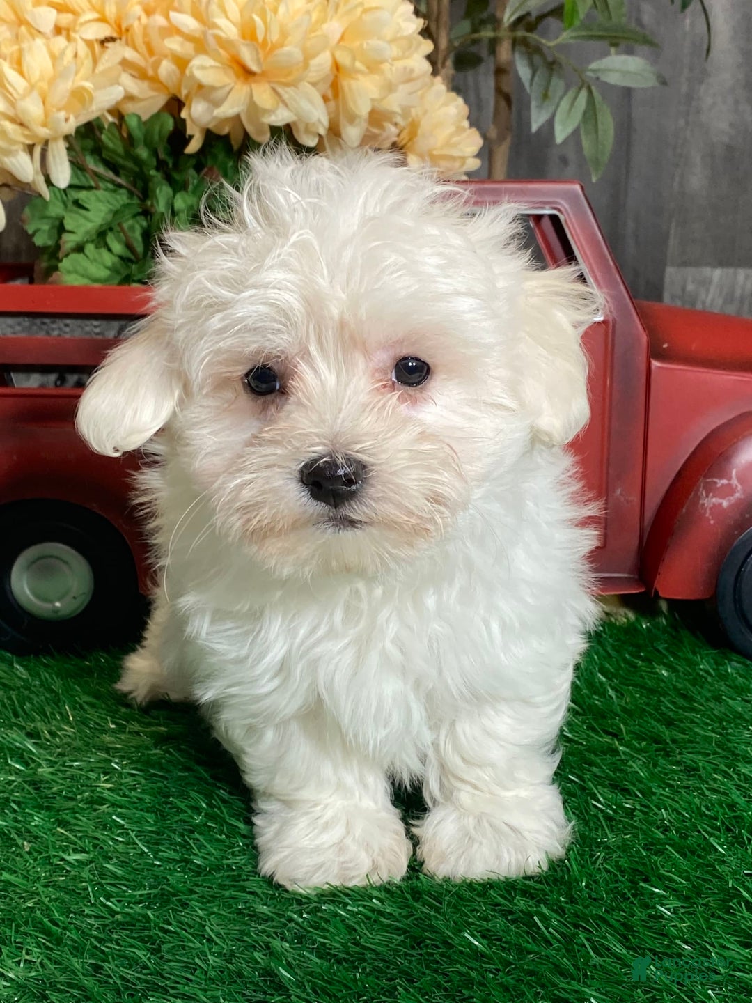 Coton De Tulear dogs for sale: Aaron - Image 1