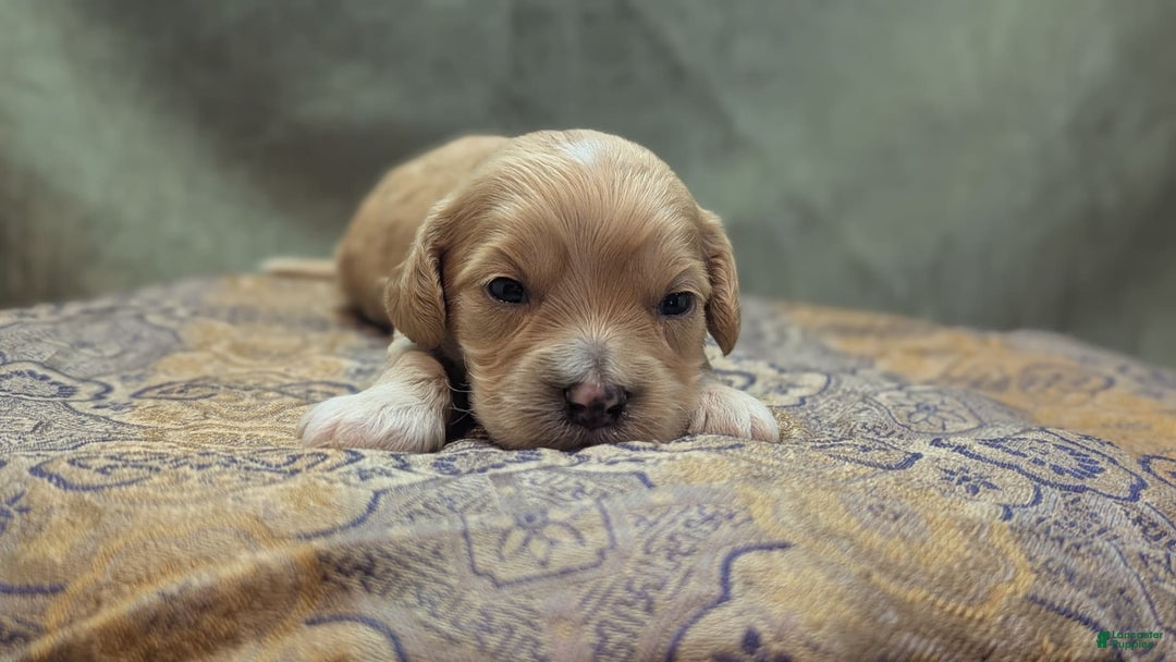 Cockapoo dogs for sale: Gobber - Image 16