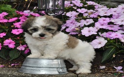 Teddy Bear dogs for sale: Ben - Image 3