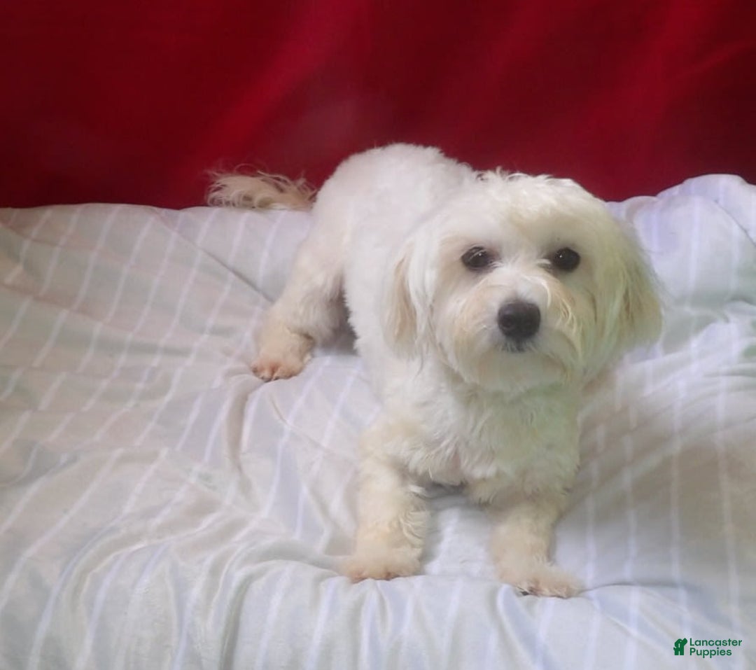 Maltese dogs for sale: Jackie - Image 2