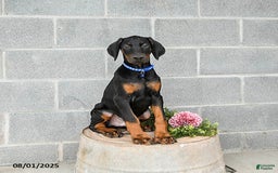 Doberman Pinscher dogs for sale: Ace - Image 2
