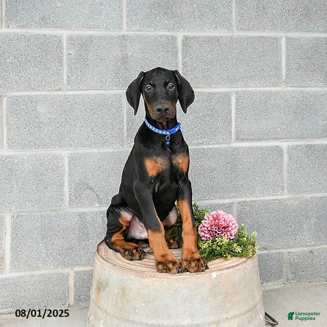Doberman Pinscher dogs for sale: Ace - Image 2