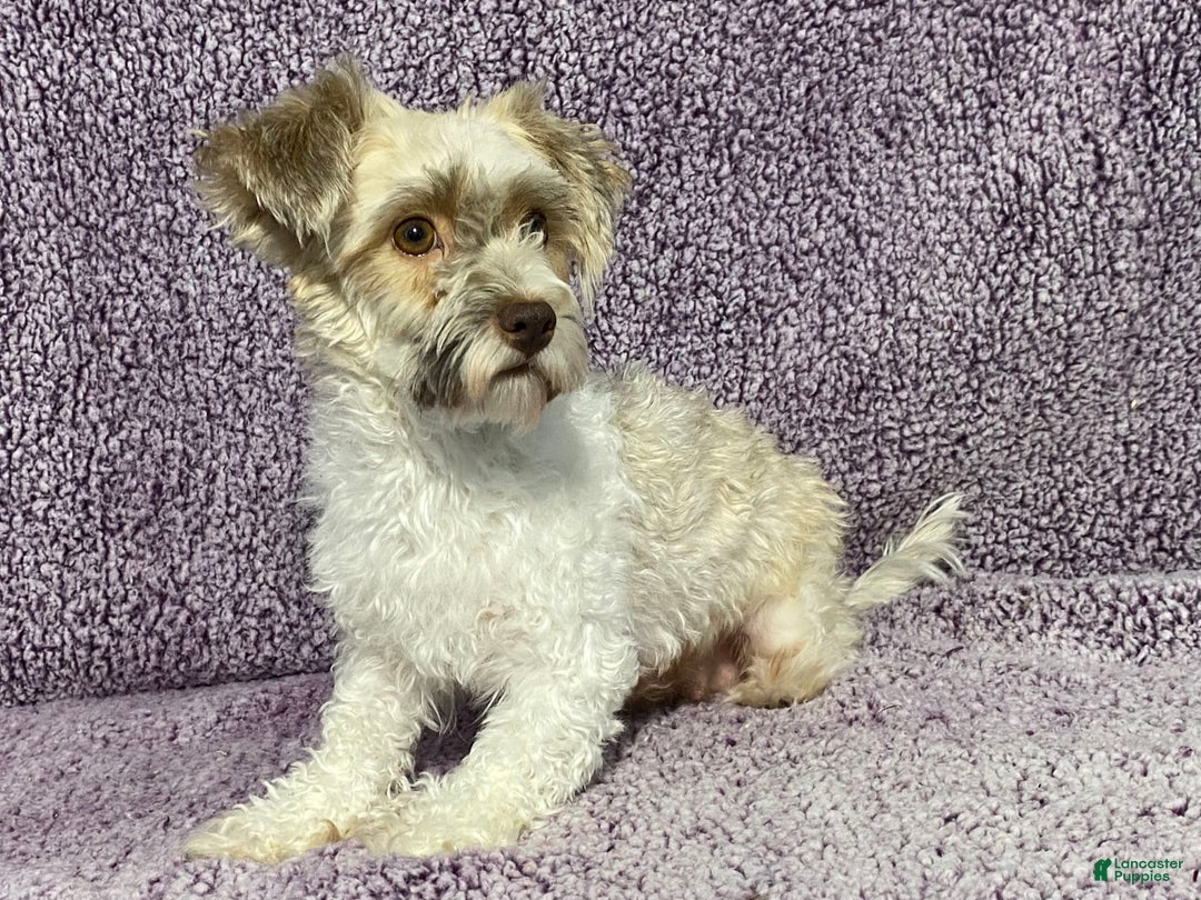 Havapoo dogs for sale: Molly - Image 6