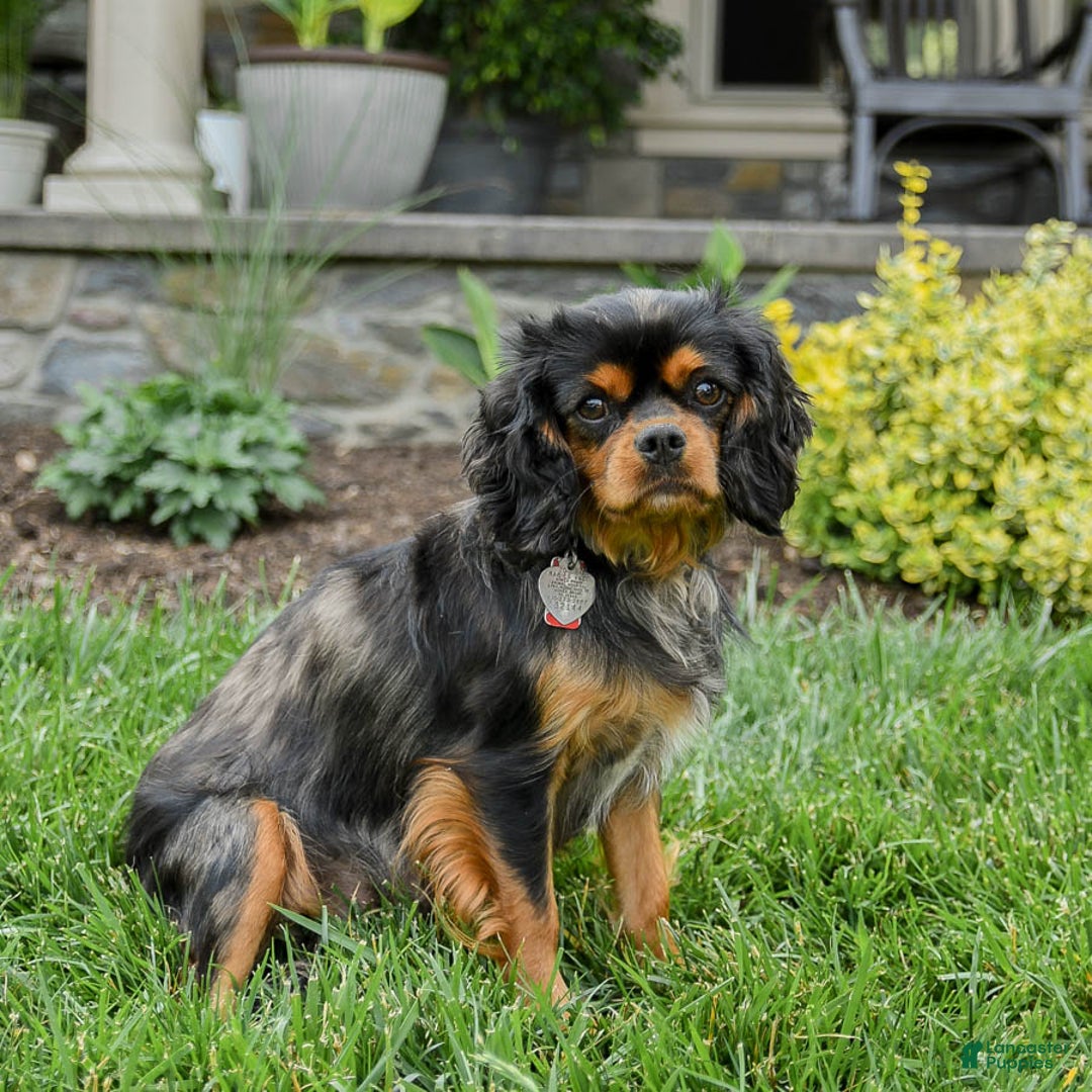 Cavalier King Charles Spaniel dogs for sale: Starlight - Image 11
