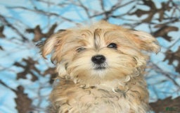 Morkie dogs for sale: Murphy - Image 17