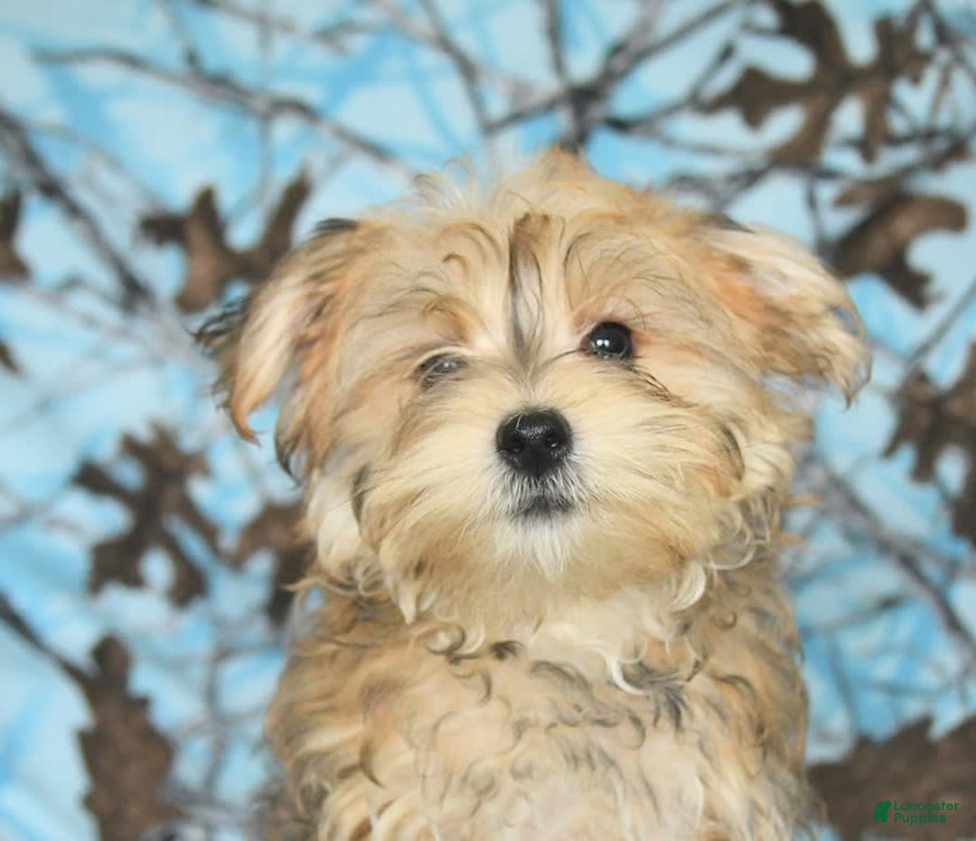 Morkie dogs for sale: Murphy - Image 17