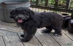 Mini Goldendoodle dogs for sale: Molly - Image 3