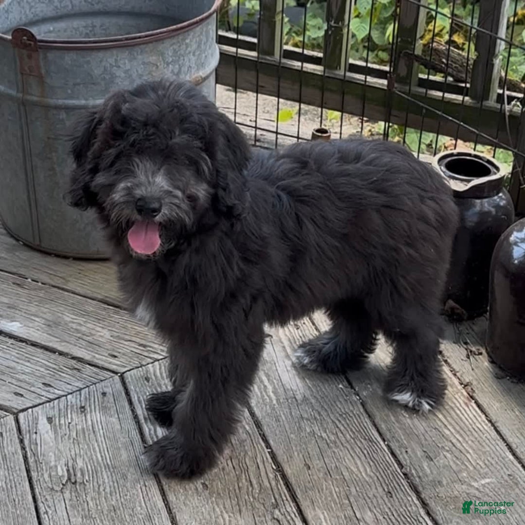 Mini Goldendoodle dogs for sale: Molly - Image 3