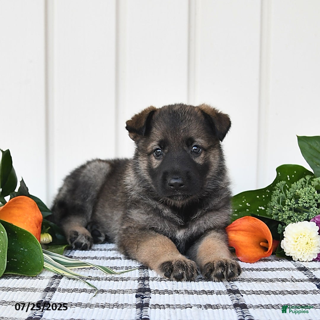 German Shepherd dogs for sale: Paris - Image 5