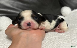 Cavalier King Charles Spaniel dogs for sale: Harlen - Image 1
