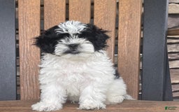 Shih Tzu dogs for sale: Teddy - Image 7