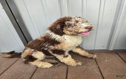 Bernedoodle dogs for sale: Coco - Image 5