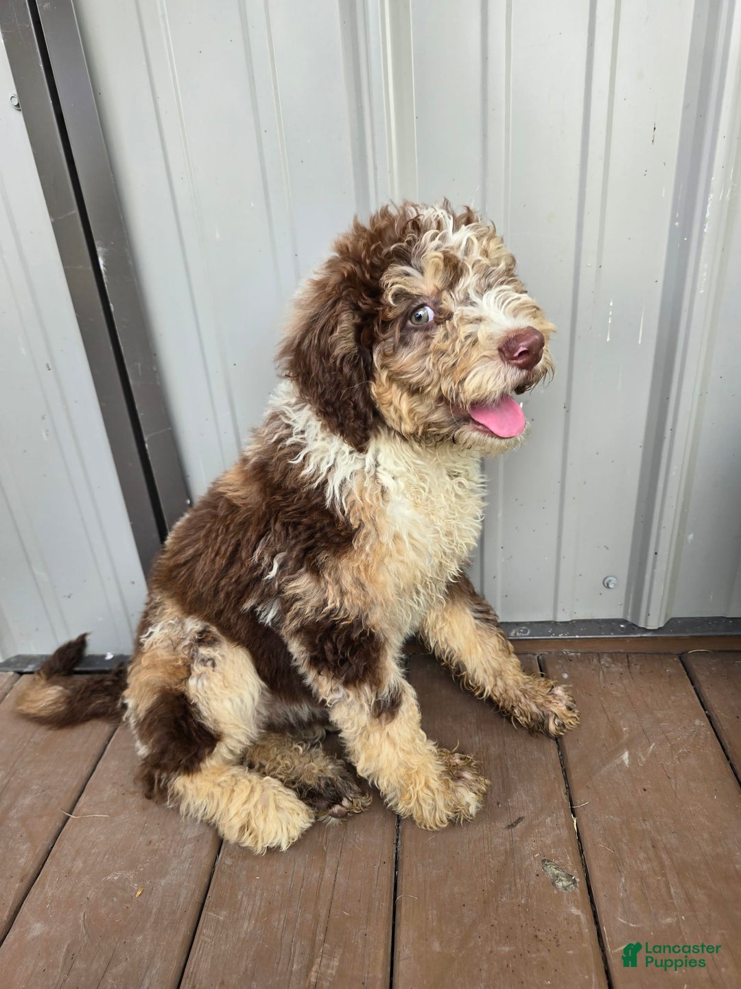 Bernedoodle dogs for sale: Coco - Image 5