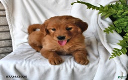 Golden Retriever dogs for sale: Sapphire - Image 2
