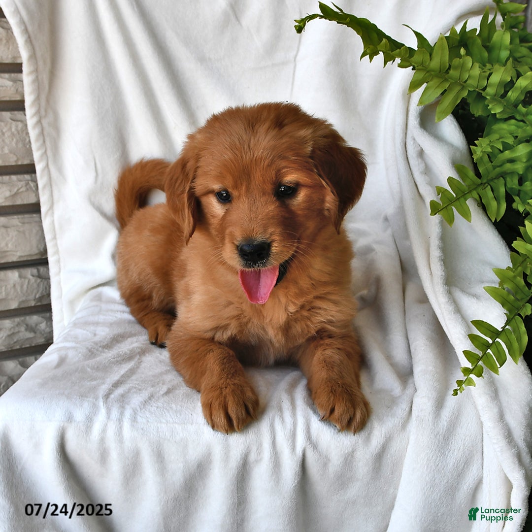 Golden Retriever dogs for sale: Sapphire - Image 2