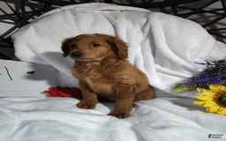Mini Goldendoodle dogs for sale: Tootsie - Image 3