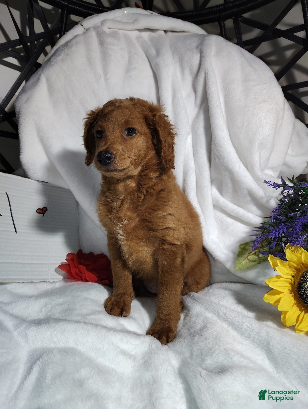 Mini Goldendoodle dogs for sale: Tootsie - Image 3