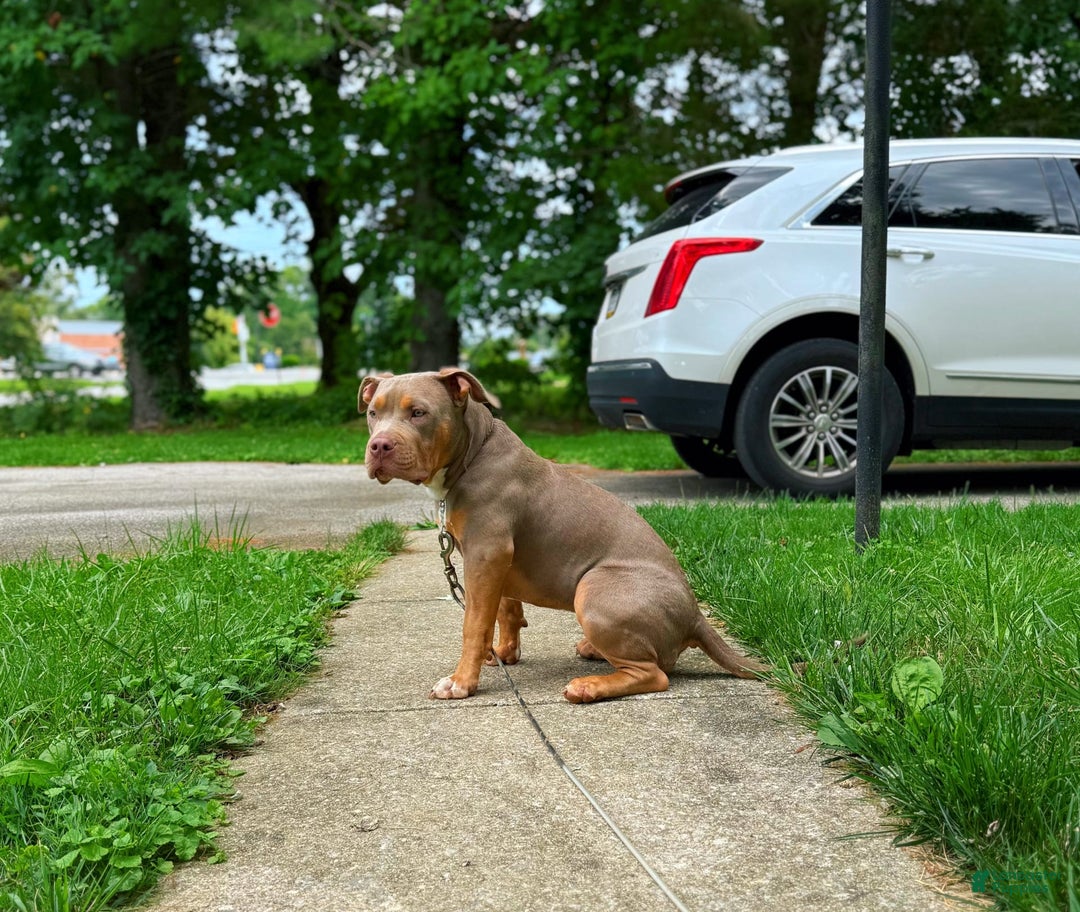 American Bully dogs for sale: Diamond - Image 11