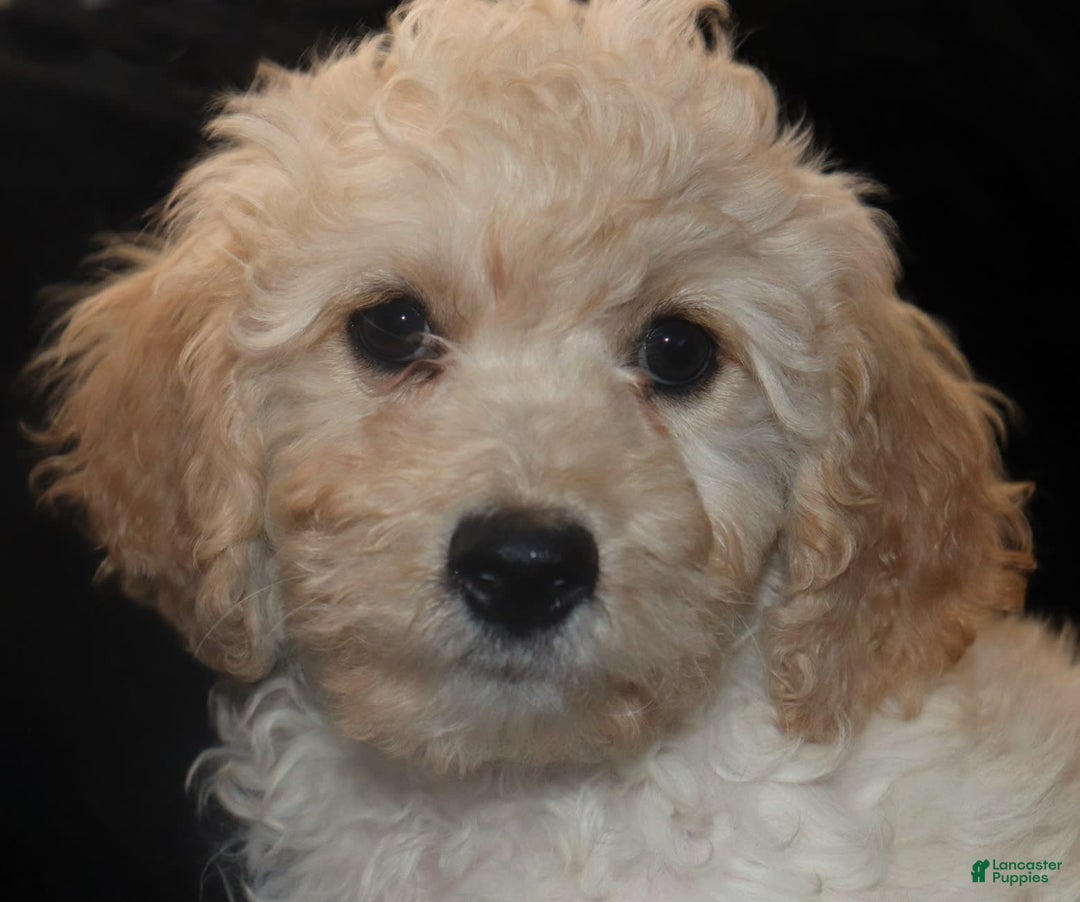 Cavachon dogs for sale: Hanna Male 1 - Image 6