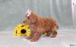 Miniature Poodle dogs for sale: Vanessa - Image 2