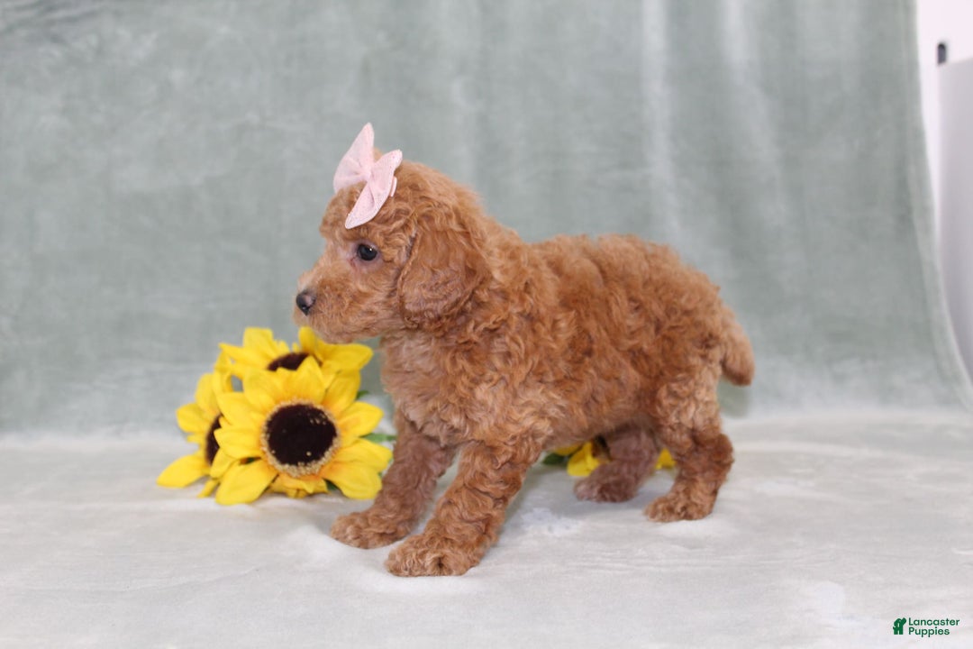 Miniature Poodle dogs for sale: Vanessa - Image 2