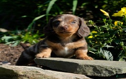 Miniature Dachshund dogs for sale: Mandi - Image 6