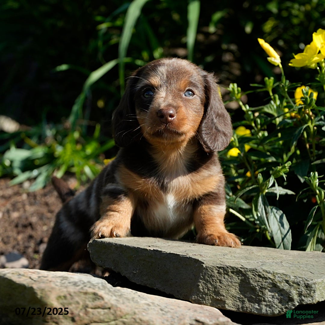 Miniature Dachshund dogs for sale: Mandi - Image 6