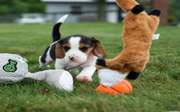 Beagle dogs for sale: Kobe - Image 15