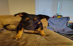 Doberman Pinscher dogs for sale: Fierren - Image 8