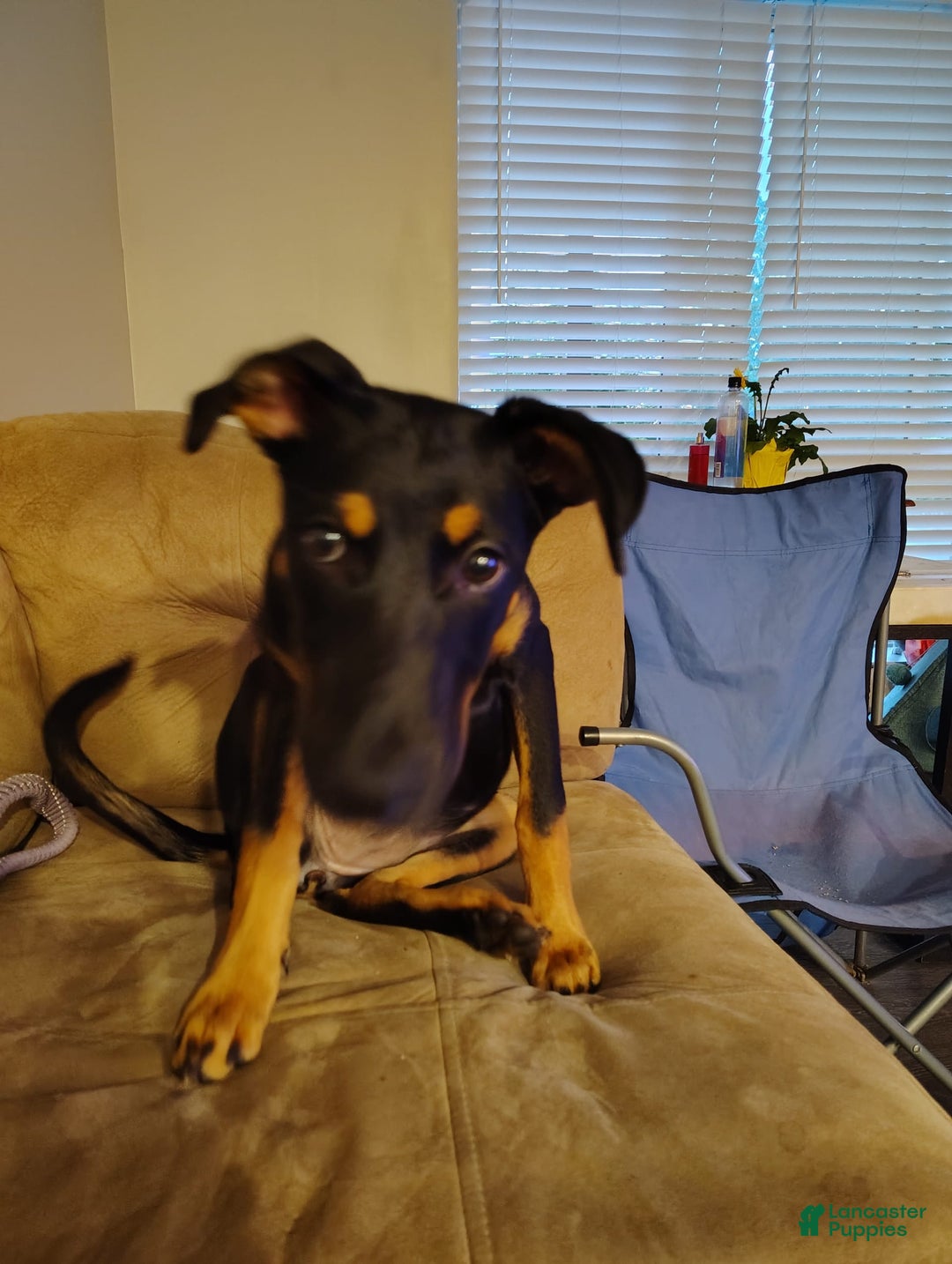Doberman Pinscher dogs for sale: Fierren - Image 8