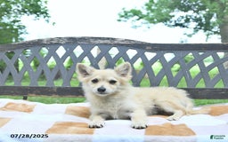 Pomeranian dogs for sale: Cuddles - Image 4