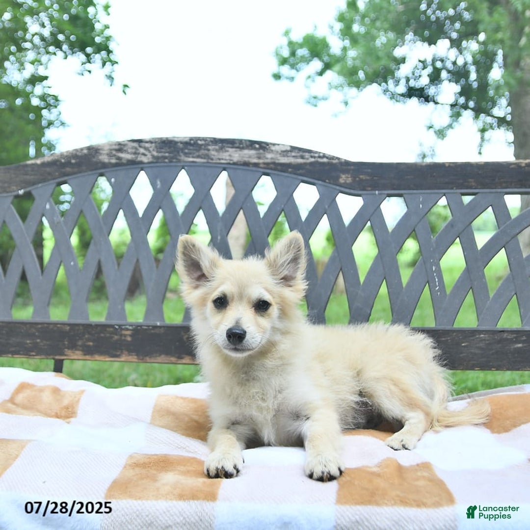 Pomeranian dogs for sale: Cuddles - Image 4
