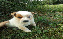 Australian Cattle Dog dogs for sale: Australian Cattle Dog 7 puppies - Image 3