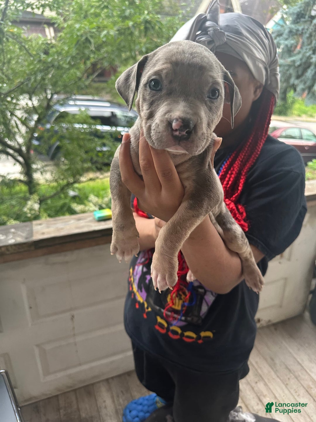 American Bully dogs for sale: Dozer - Image 1