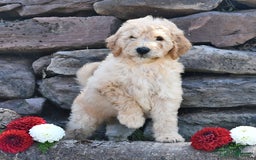 Mini Goldendoodle dogs for sale: Zach - Image 5