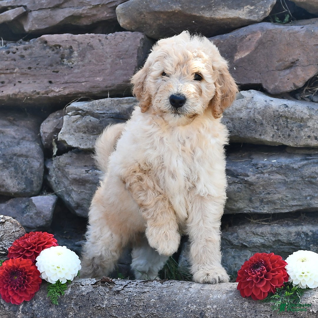 Mini Goldendoodle dogs for sale: Zach - Image 5