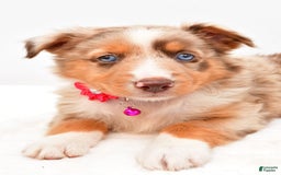 Australian Shepherd dogs for sale: Raine - Image 5