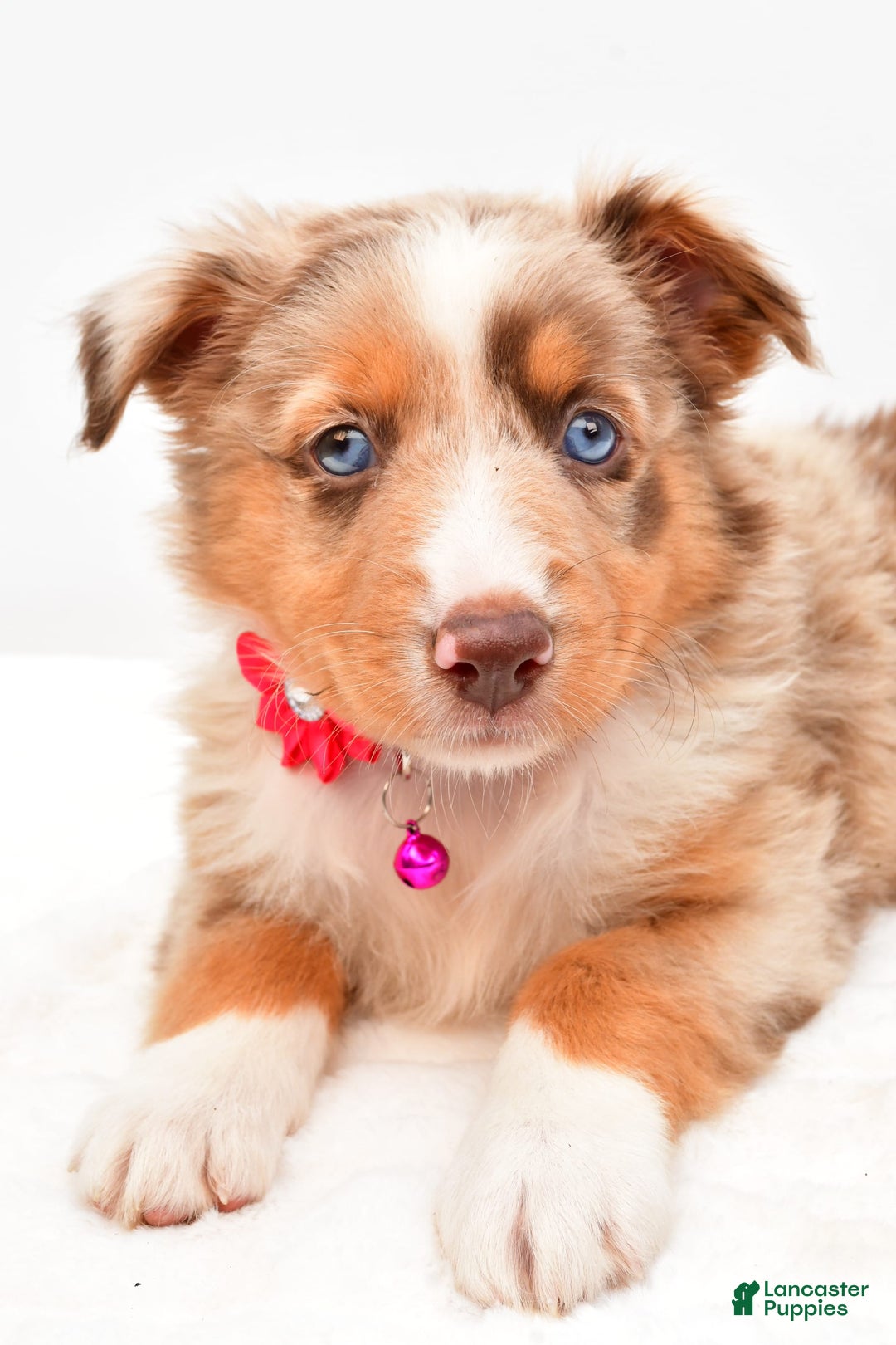 Australian Shepherd dogs for sale: Raine - Image 5