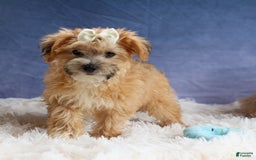 Yochon dogs for sale: Torin - Image 9